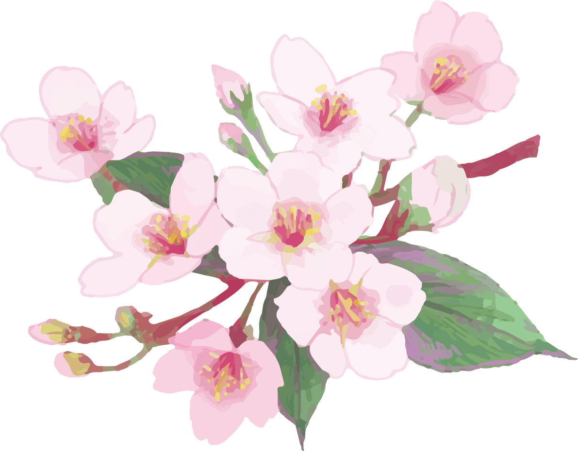 さくら　イラスト